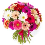 Гербера нежный микс