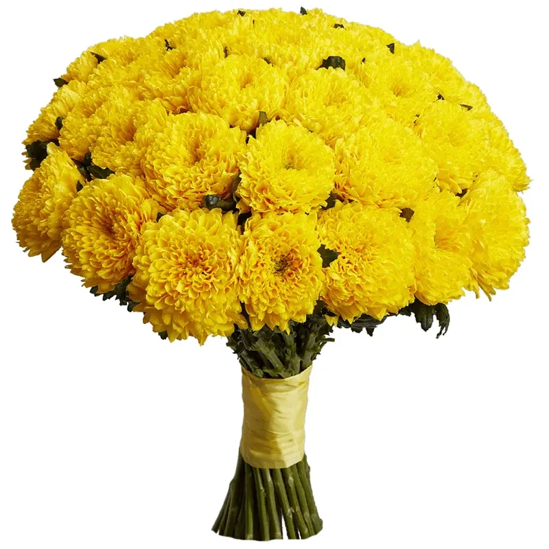 Хризантемы одноголовые желтые